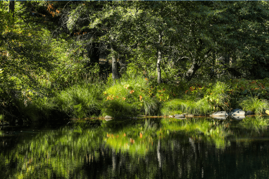 Reflection of foliage on Spanish Creek with still water