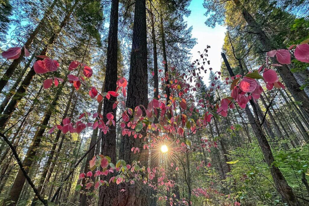 Fall forest in Butterfly Valley, Plumas County