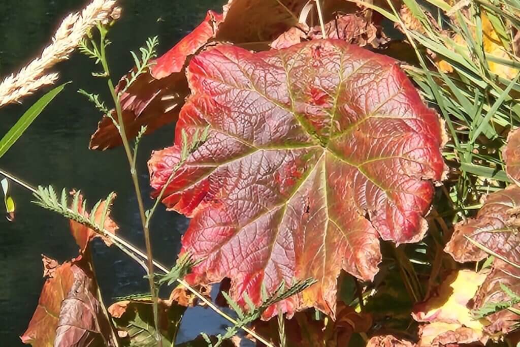 fall Indian rhubarb leaf on Spanish Creek