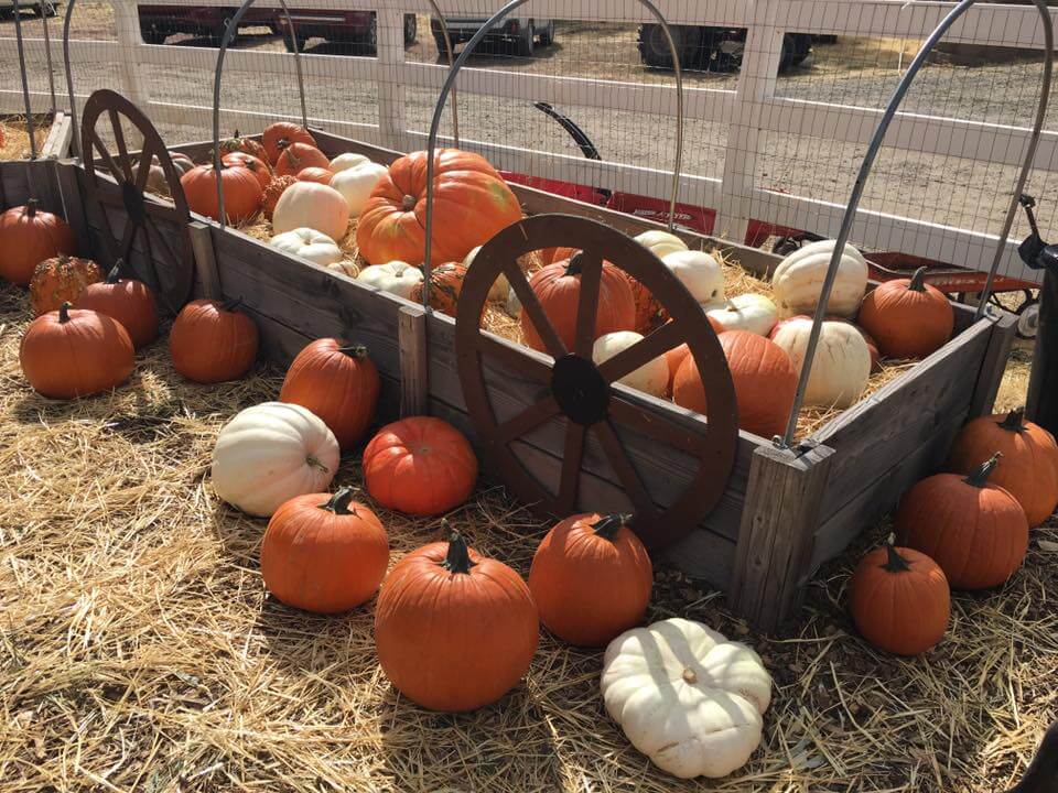 Pumpkins in Plumas County