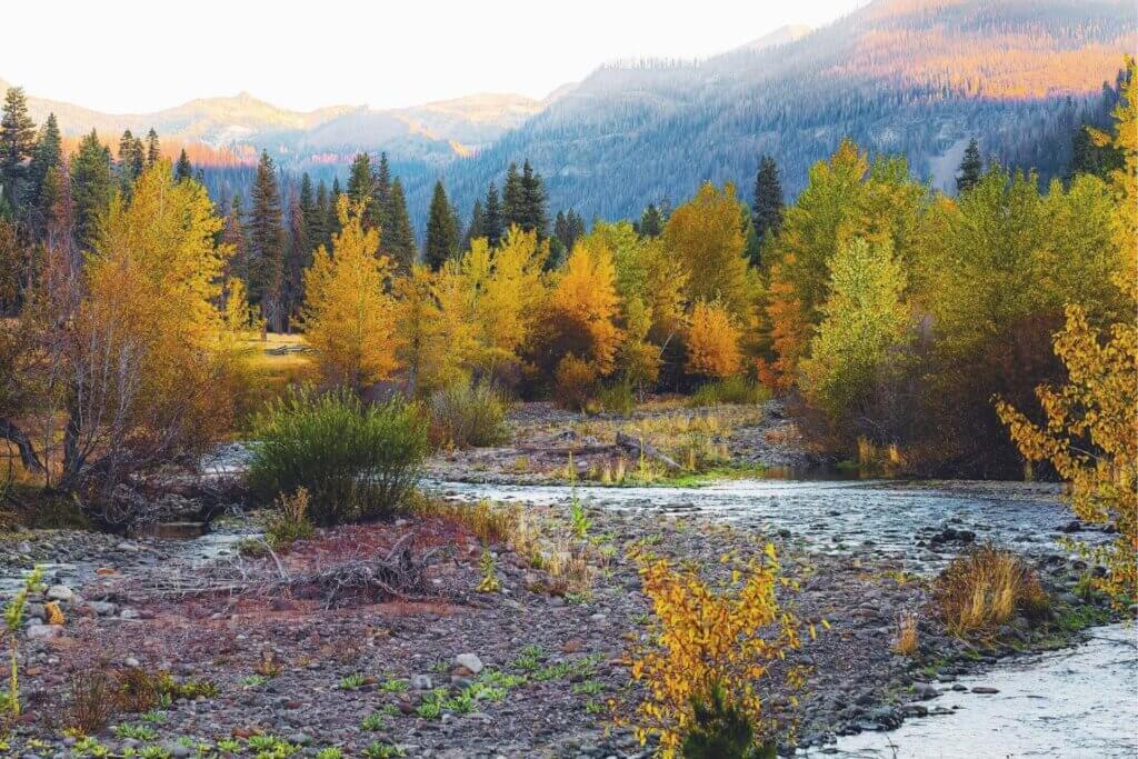 Fall color along Mill Creek in Plumas County