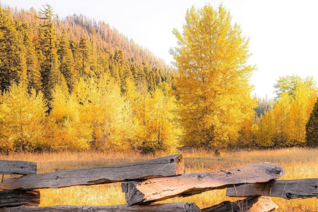 Fall color with the Dixie Fire scar in the background