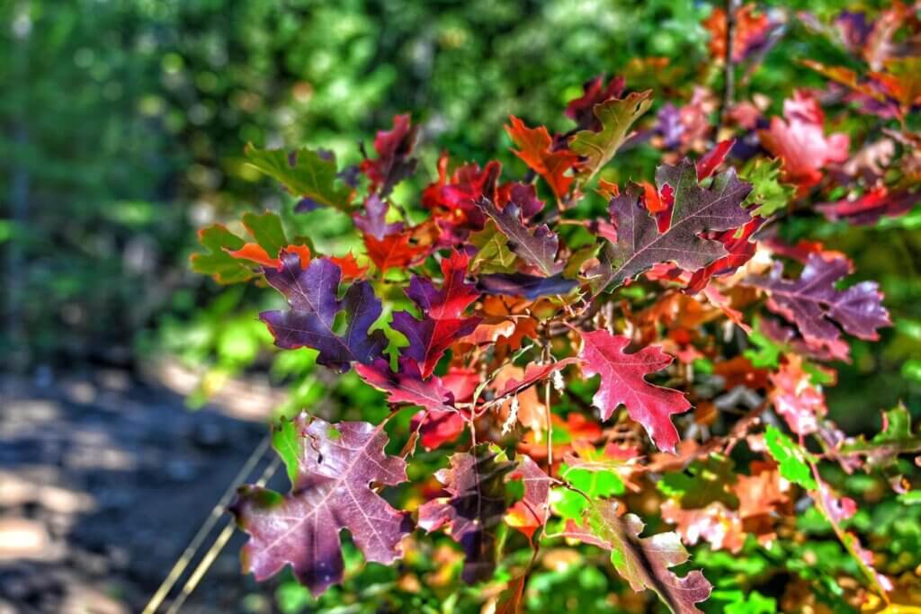 Black oaks turn red in fall in Plumas County