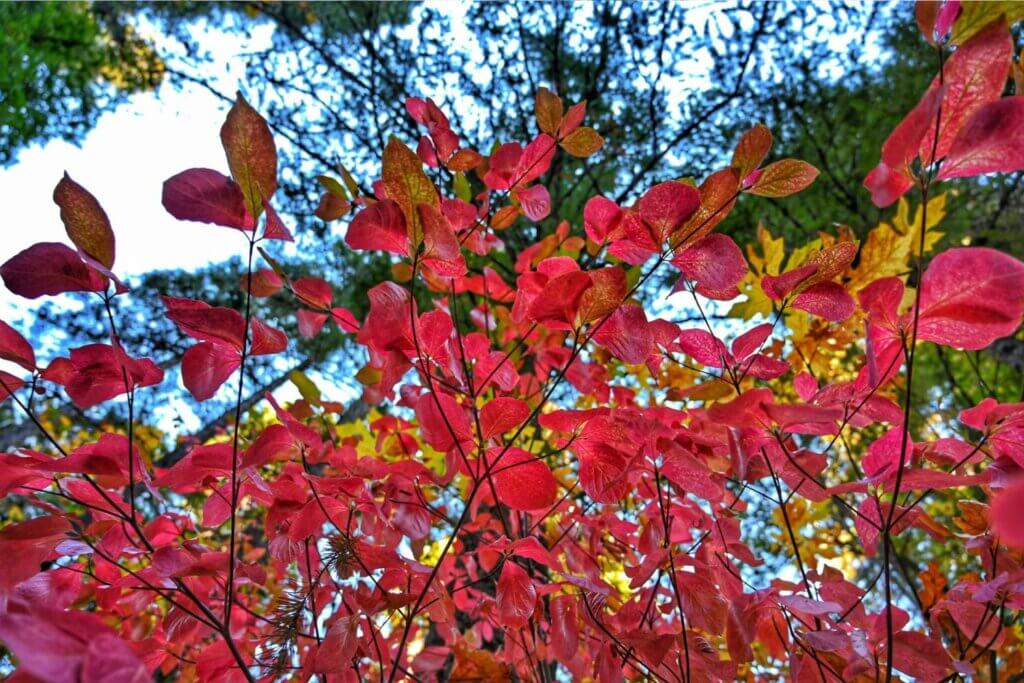 A Pacific dogwood turns red in the fall