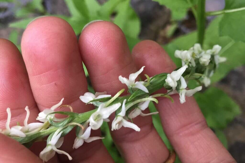 Sierra bog orchid in Plumas County