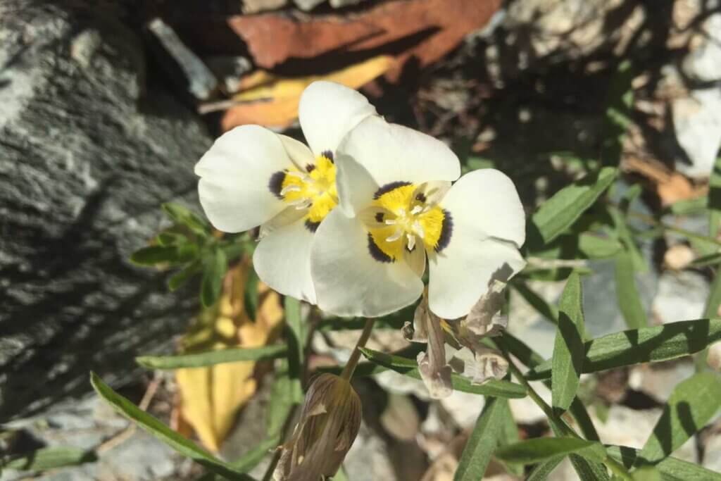Sierra mariposa lily in Plumas County