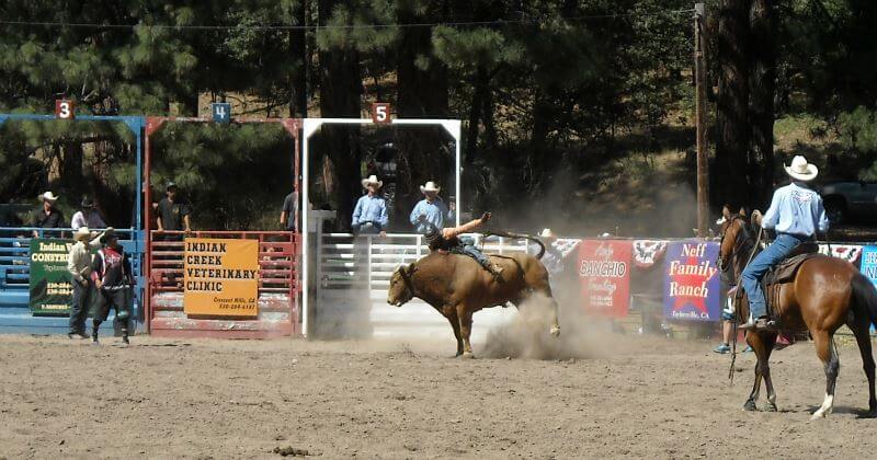Bullo riding taylorsville rodeo