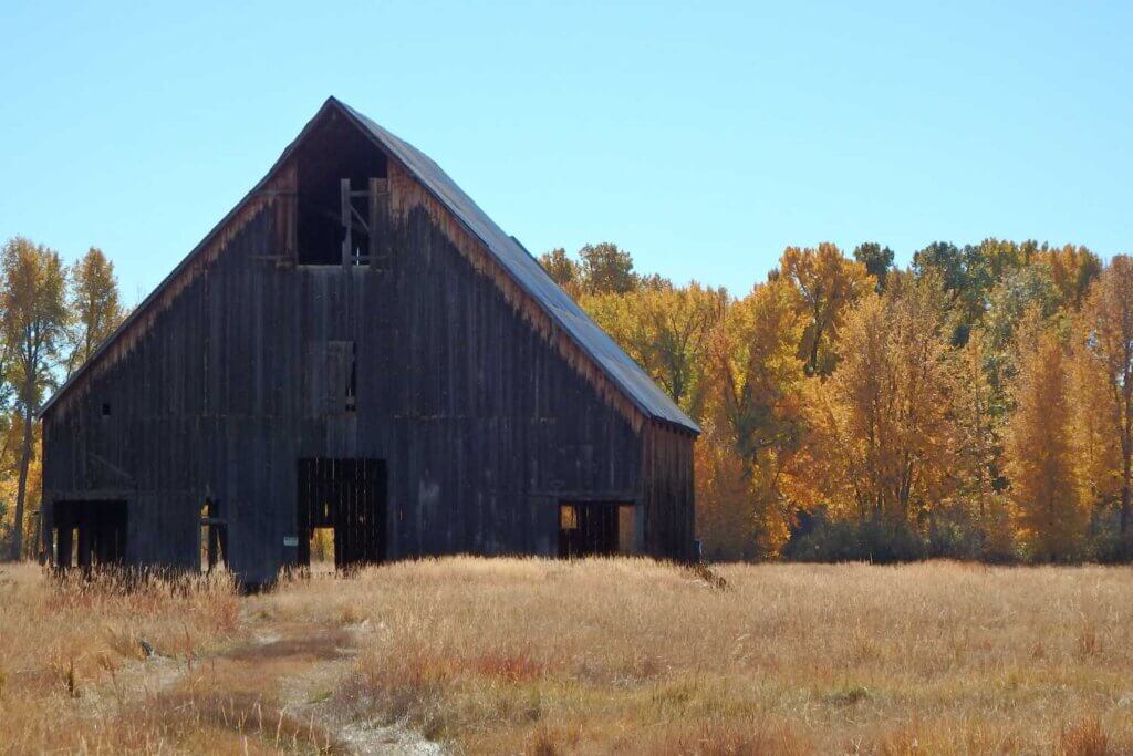 Olsen Barn with trees in background full of fall colors