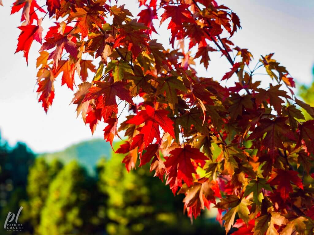 Red Leaves