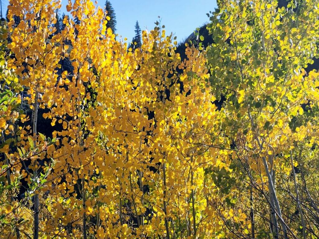 Expereince the bright yellow colors of Aspens near Antelope Lake