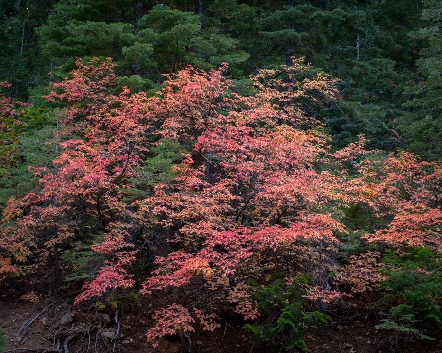 Experience the red colors of the Dogwood on Big Creek Road