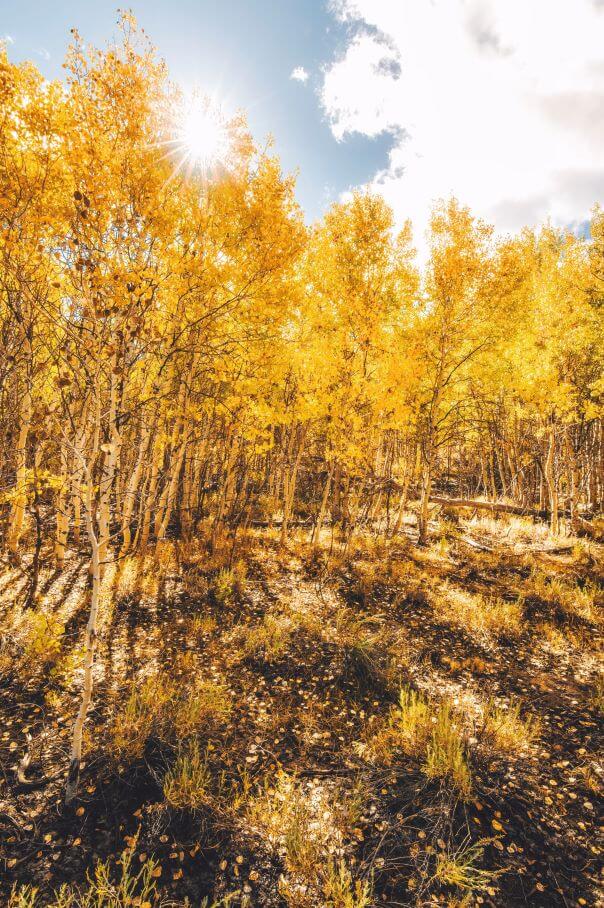 Aspens showing Fall Color