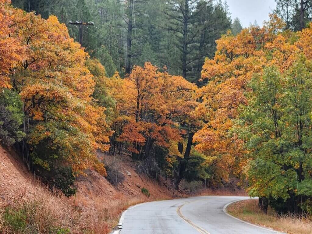 Oaks along Genesee Road