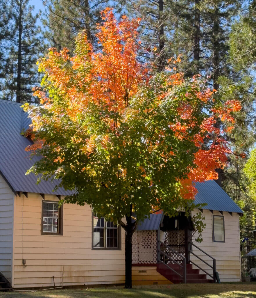 Meadow Valley fall color