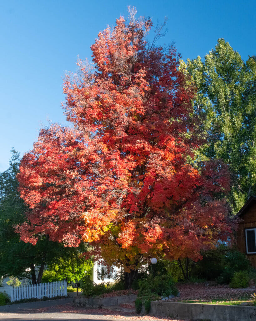 Quincy fall colors