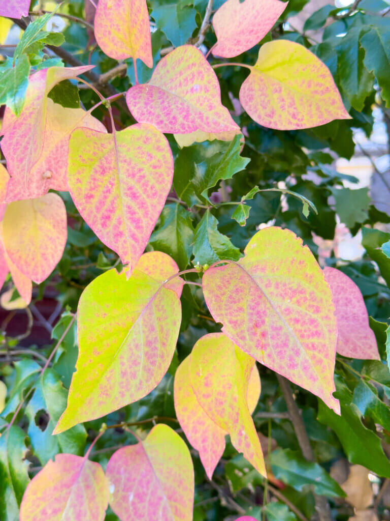 Close -up of fall colors on leaves