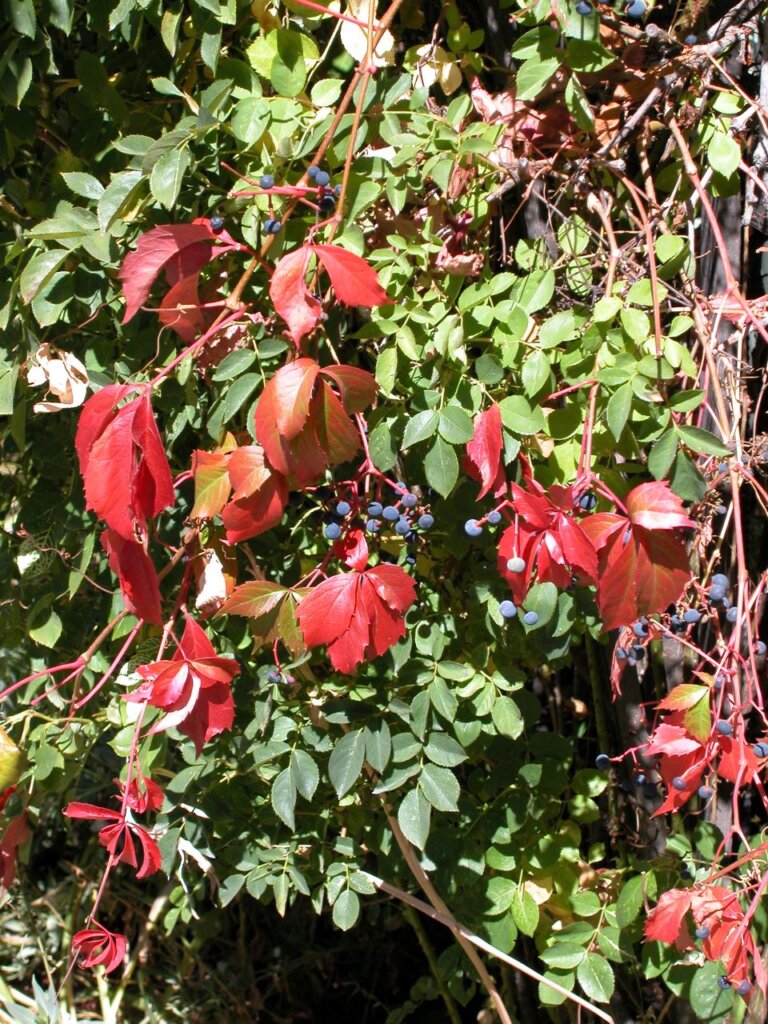 Virginia Creeper begining to show bright red fall color.