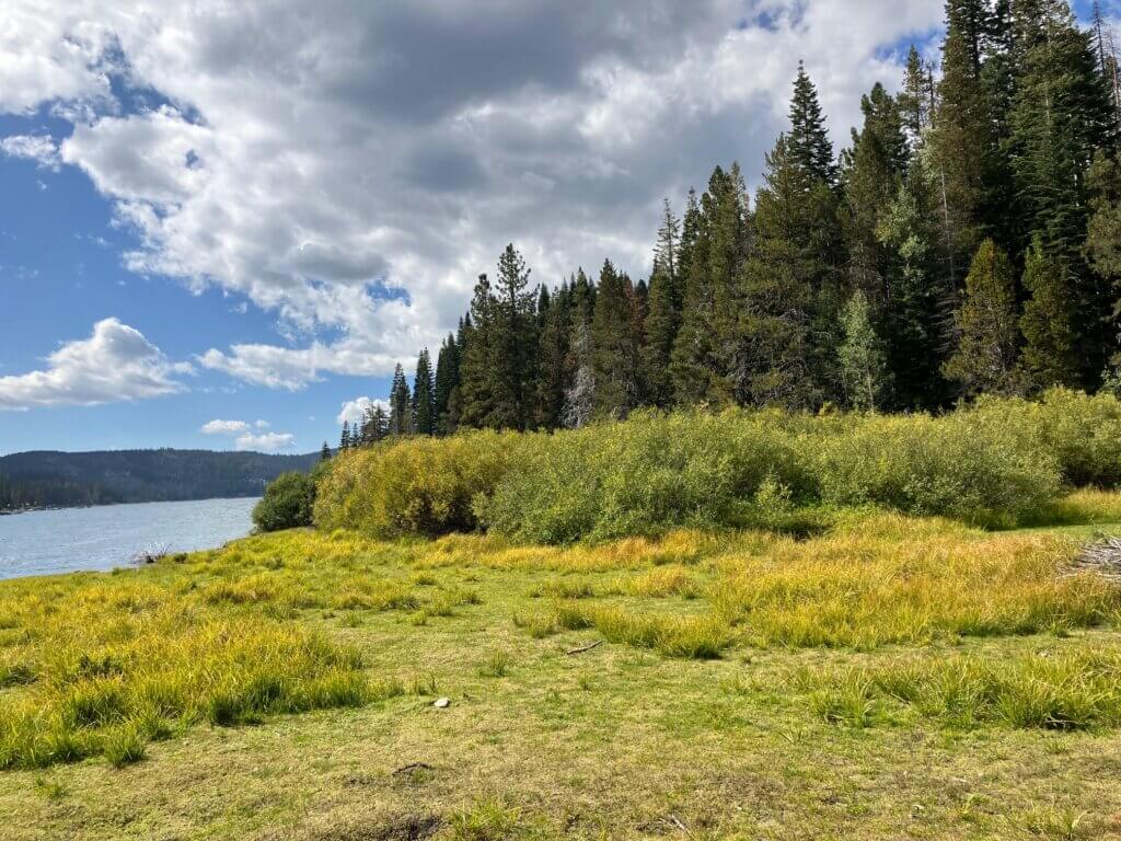 Willow & grasses turning yellow near the Mill Creek Trail at Bucks Lake