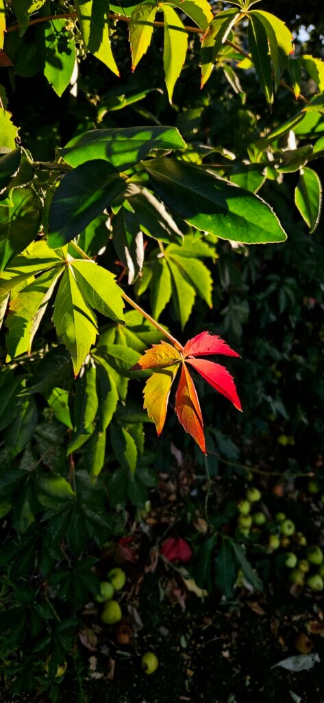 Virginia Creaper leaf