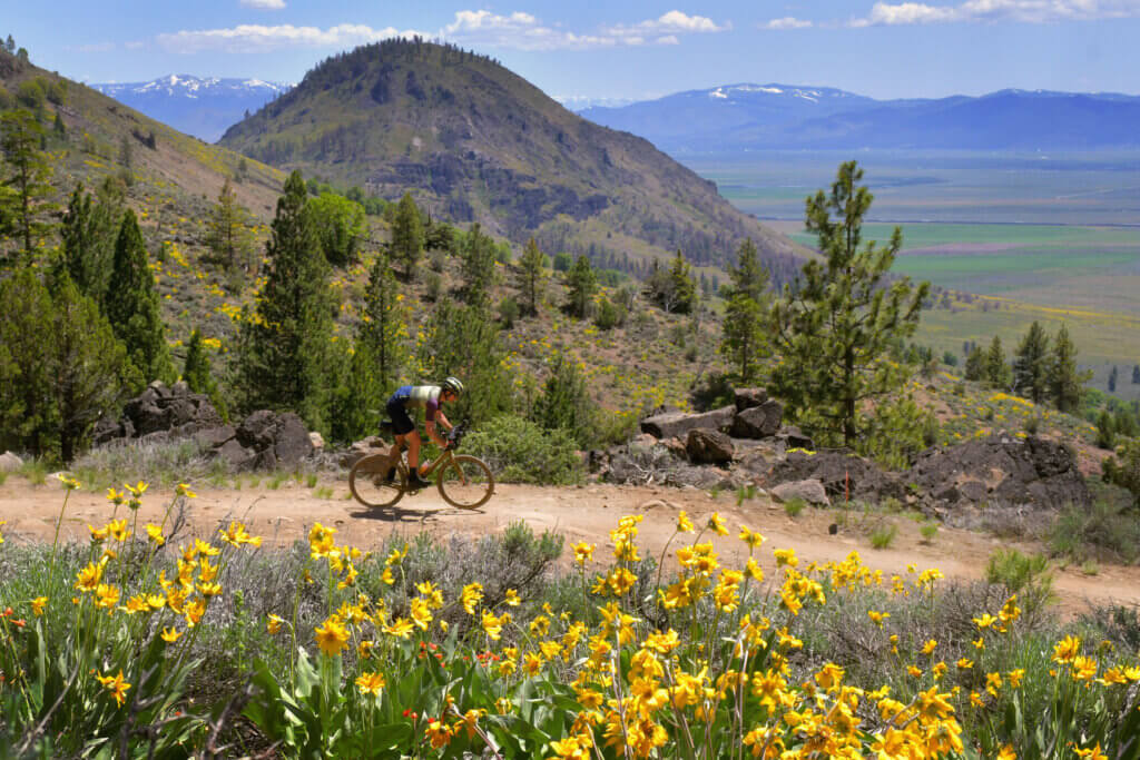 Lost and Found Gravel Grinder, biker with mointain in background and wild sunflowers in foreground