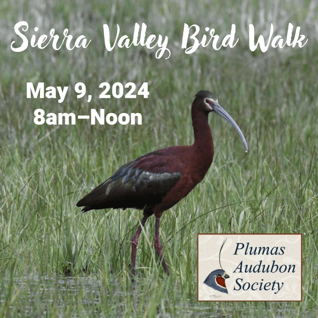Sierra Valley Bird Walk flyer