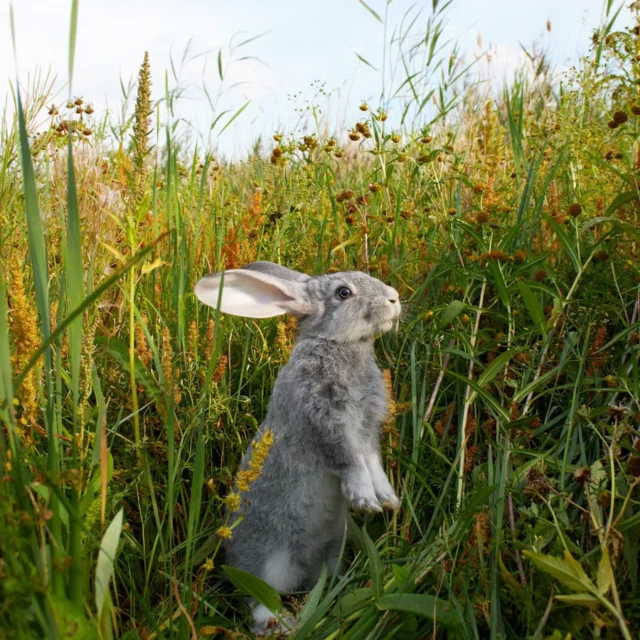 🌷🐣 Hoppy Easter from Plumas County! 🐰🌄

Whether you're hunting eggs, enjoying spring sunshine, or just relaxing with loved ones—we’re wishing you a beautiful Easter Sunday filled with peace, nature, and fresh mountain air.

Looking for a last-minute adventure?
🌼 Take a nature stroll
🥧 Pick up a pie from your favorite local bakery
🚗 Go for a scenic drive around Lake Almanor
🐦 Spot some spring birds waking up the forests

No matter how you spend today, we’re so glad you’re here. 💛

#EasterInPlumas #VisitCalifornia #HappyEaster #ExplorePlumas #PlumasCounty