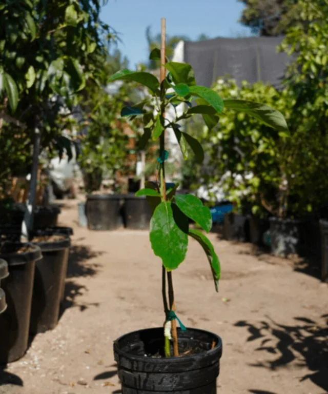 Tomorrow we celebrate #ArborDay 🌱🌳

The Dixie Fire Canopy Project  is hosting a tree giveaway event where each household will receive one large tree, and each person will receive 10 seedlings while supplies last.

📅 Date: April 26, 2025 
⏰ Time: 12:00 PM - 4:00 PM (or until trees run out!) 
📍 Location: Pine St and Hwy 89 Greenville CA at The Spot

Let’s grow a greener future together! 🌍💚